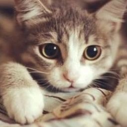 yui_kougairetsu's profile picture. 41歳埼玉県在住のおじさんです。 2016年10月、妊婦検診で息子が口唇口蓋裂と診断されました。 2月末の出産予定日前に出来ることはないかとアカウント作成しました。 不慣れ故、無言フォローどうかお許しください。  

現在は妻と私、共に情報収集に奔走中。 何卒皆様のお力をお貸しください。