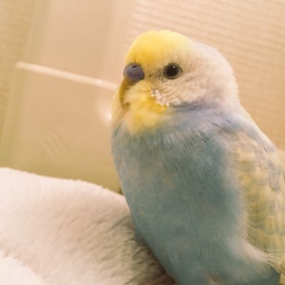 セキセイインコの動画＆画像配信しまーす！興味あったら絡んでください( ^ω^ )