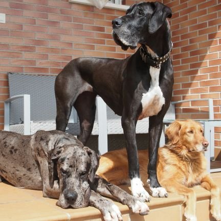 imanolgarrido's profile picture. 