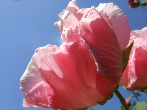 (*˘︶˘*).｡.:* 花、旅、音楽、ひこうき、空港、
太陽、新緑、さんぽ、温泉、ドライブ、
くれーぷ、くだもの、わかめ