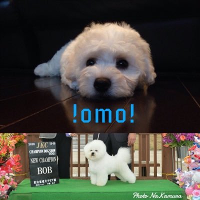 omochi_bichon Profile Picture