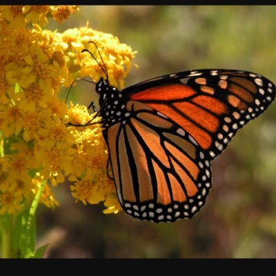 el_monarca9's profile picture. lo más valioso que tengo es la vida.