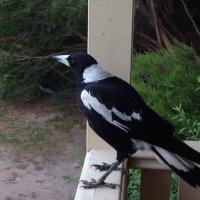 Ian Hazzard 🌵 (@cactusian) 's Twitter Profile Photo Ian Hazzard 🌵 (@cactusian) 's Twitter Profile Photo