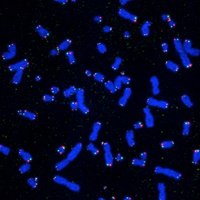 The Karlseder Lab (@karlsederlab) 's Twitter Profile