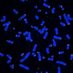 The Karlseder Lab (@karlsederlab) Twitter profile photo The Karlseder Lab (@karlsederlab) Twitter profile photo