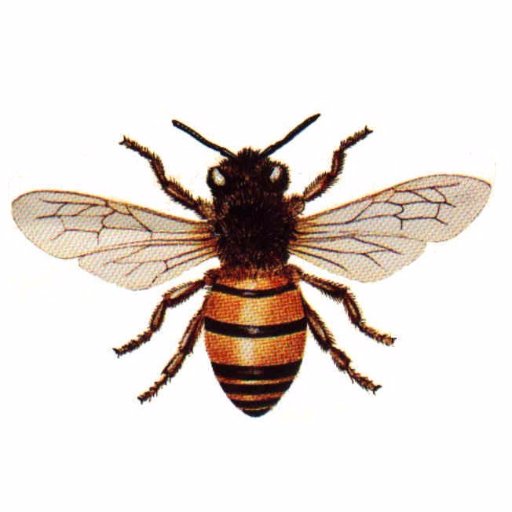 backyardbees's profile picture. Lifelong love for books and libraries, sometime beek, retired from corporate life, glad to still be working/active in the community. Views are my own! She/her