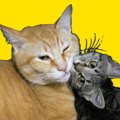 nekonoashi55's profile picture. つぶやきは大体ネタです
好物
猫  PC デジタルガジェット MotoGP  ゲーム DIY Bali