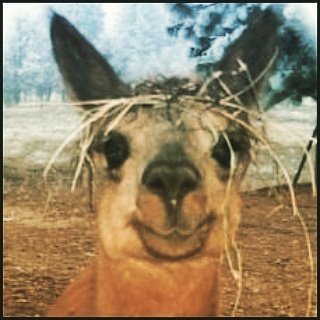 Sueguyyy's profile picture. Dabbler in arts & crafts.  Animal lover.