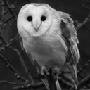 Cal Bagunu (@01011000_B) Twitter