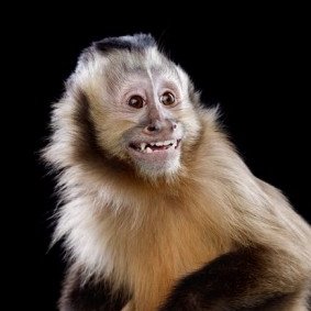 LA COMEDIE HUMAINE VUE DU MONDE ANIMAL