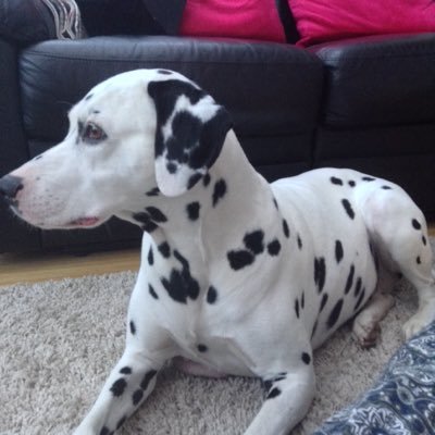 enjoying life, family is everything also love Holly the Dalmation.