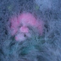 Moa Roos (@moa_roos) 's Twitter Profile
