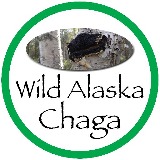 Wildcrafted Chaga sustainably harvested near Fairbanks, Alaska. ❄️ Available ground, in chunks, tea bags, tincture, unique tea blends and chocolate. ☕️🍄
