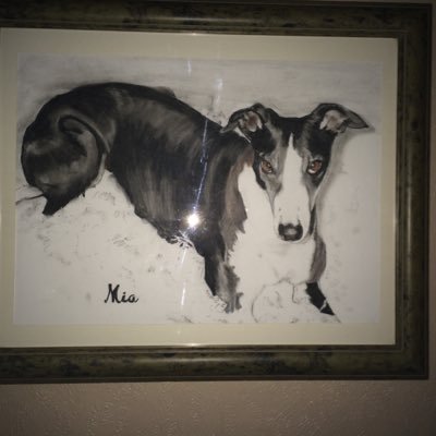westlea81's profile picture. greyhound trainer/porter