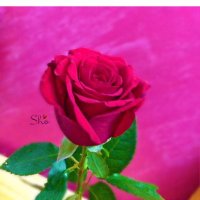 صراحتي دمرتني (@saad_b_saad) 's Twitter Profile