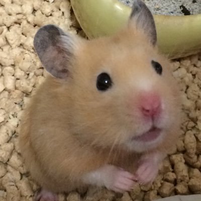 toro_pudding's profile picture. ハンドメイド雑貨&日ハム情報収集アカウント。呟き少なめです。被った一番くじやガチャガチャの交換も募集しています。