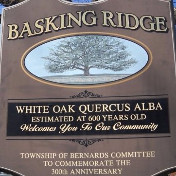 Historic 600 year old oak tree located at the Basking Ridge Presbyterian Church in Basking Ridge, NJ. A witness to the making of America and its history.