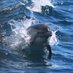 SeaShepherd_LA (@seashepherd_la) Twitter profile photo SeaShepherd_LA (@seashepherd_la) Twitter profile photo
