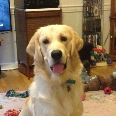 Retired from Real Estate, homemaker for husband of 37 yrs. and two Retrievers.
