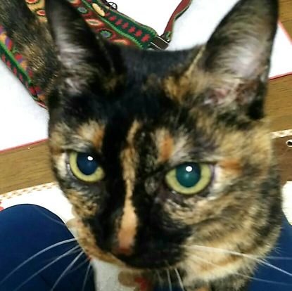 nyankiti035's profile picture. 素敵なもの、面白いものに反応する３兄弟の母です(*´∇`)ﾉ無言いいねRTしちゃいます✨
猫、ゲーム関連の呟き多し。