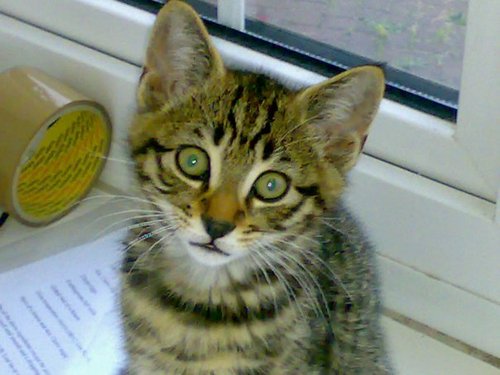 mychmose's profile picture. I'm the lover of the Bayou