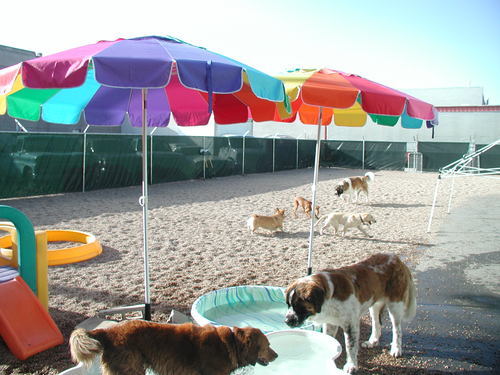 Playful Pooch is Denver's Premier Dog Daycare, Boarding, Training and Grooming Center for dogs of all ages from puppies to senior citizens!