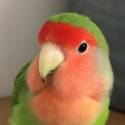 PatchPatching's profile picture. コザクラインコとボタンインコと暮してます。インコは大好き。coaltar of the deepersとPlastic Tree大好き。。。無言フォローお許しください。