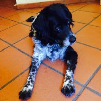 atsukina (@atsukistrice) Twitter profile photo