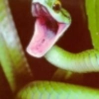 The Emerald Serpent🐍 (@izmeina666) 's Twitter Profile