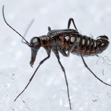 Mecoptera is an order dominated by four families, snow scorpionflies, earwigflies, scorpionflies and hangingflies, despite looks, most are harmless