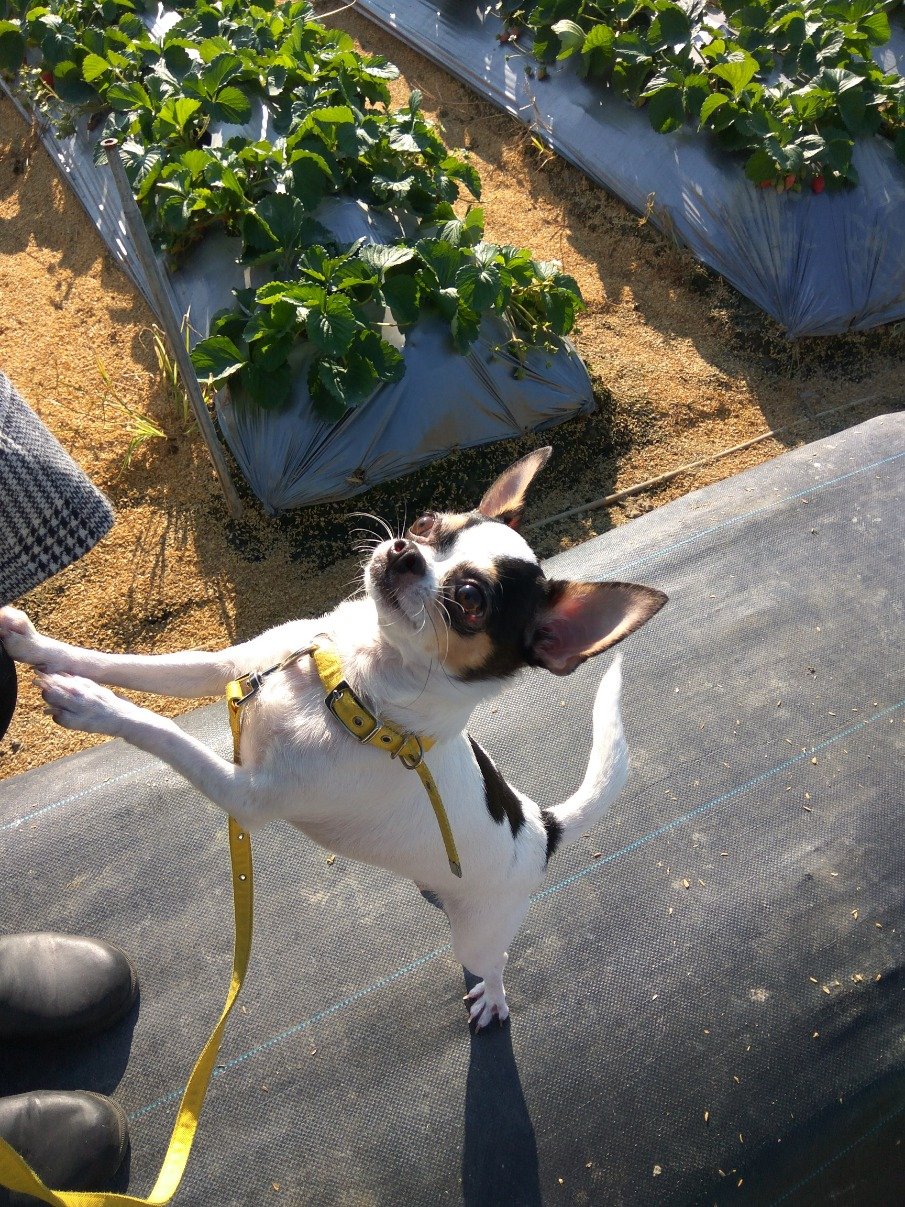 juncheng's profile picture. 台大数学研究所(博士班)←台北の研究機関でRA←台大応用数学研究所・数理統計専攻(修士) ←日本では京大の工学部(情報)と情報学研究科(修士)を出ましたが、当時はろくに勉強せず、しかし卒業後に数学や統計に興味が湧き、台湾で再び大学院に入りました。という設定。