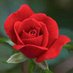 Rose🌹 DEMOCRAT🌊🌊ACTIVIST🌊🌊 (@rose2art) Twitter profile photo Rose🌹 DEMOCRAT🌊🌊ACTIVIST🌊🌊 (@rose2art) Twitter profile photo
