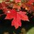 RedMapleHWDSB's profile image