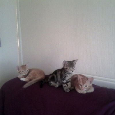 thefibrowarrior's profile picture. Im 36. Living with fibro. BPD. Depression anxiety. Ashma and bit d defiant. I have 3 lovely  cats.