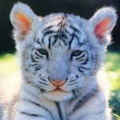 JesusFreak_2000's profile picture. I am a christian woman and I love to spend time with Jesus Christ. God is my one and only!!!!