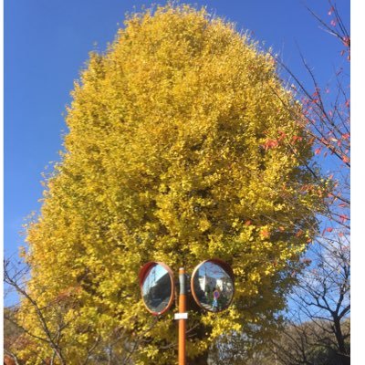 ykincometax's profile picture. 