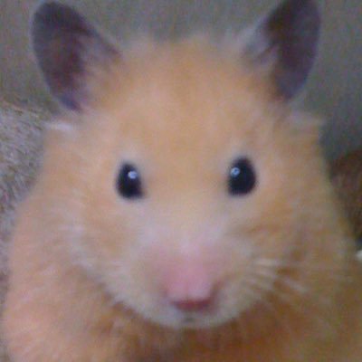 Tonomy's profile picture. のんびりつぶやきはじめました^^