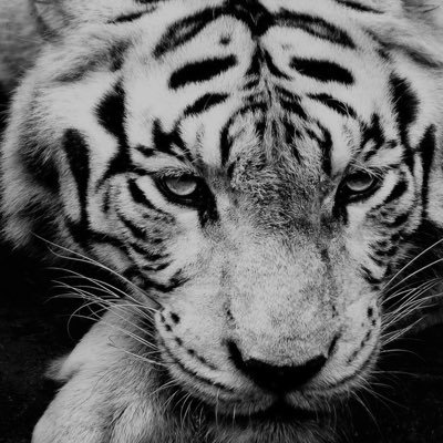 NaRaja17's profile picture. 