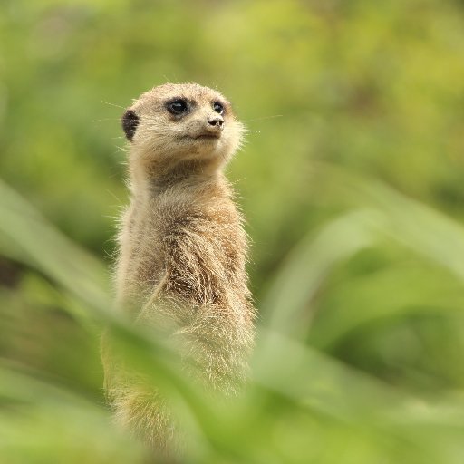 飼育員になりたい人におすすめの本bot Bookofthezoo1 Twitter 飼育員になりたい人におすすめの本bot Bookofthezoo1 Twitter