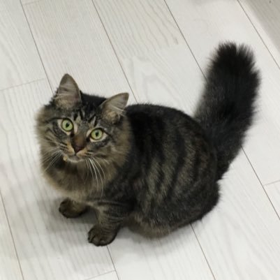 猫を愛するペシミスト