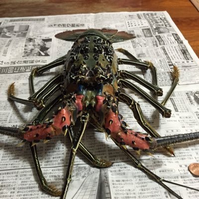 O5DlZj0w6FWGcBx's profile picture. 海が好き ！！自然が好き！！🎣🐠🐟🐡🐬 釣りだけじゃーなく遊びや過去に行った所とかよく書きます！！😘東京都内の高校生😝フォロバしますっ！！！