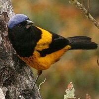 Kolibri Expeditions (@birdingperu) 's Twitter Profile Photo Kolibri Expeditions (@birdingperu) 's Twitter Profile Photo