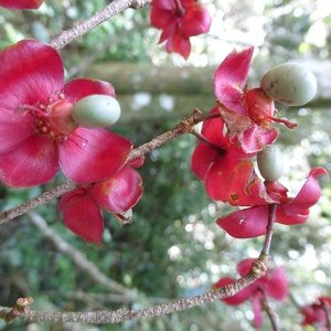 Describing plant conservation work in Madagascar