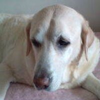 Maynushi (@maynushi) 's Twitter Profile