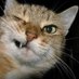 Gordon Heliotrope (@gordohelio) Twitter profile photo Gordon Heliotrope (@gordohelio) Twitter profile photo