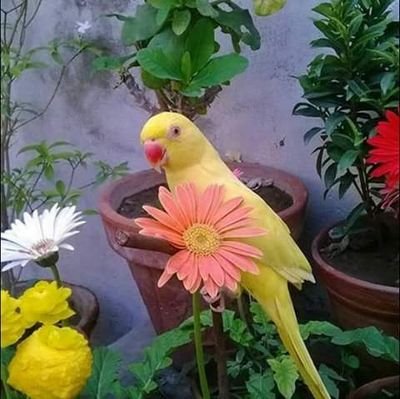 SamyMk4's profile picture. Mk