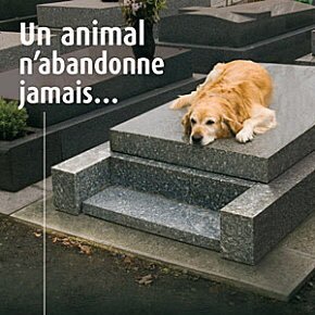 Un chien ne mens jamais lorsqu'il parle d'Amour / Compte interdit aux #extrémistes de tout bords