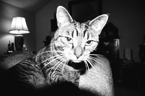 theinsouciance's profile picture. 