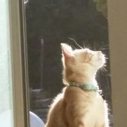 Kbirdcat (@kbirdcat) 's Twitter Profile Photo