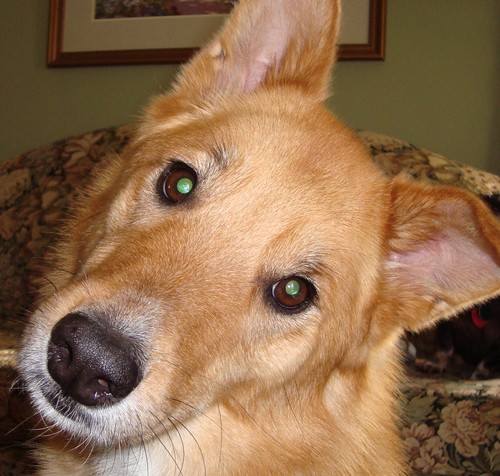 tipperthedog's profile picture. Exploring the world, one lick at a time.